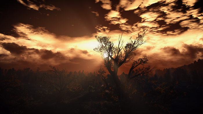 The Witcher 3: Wild Hunt - Sunset Over Forest