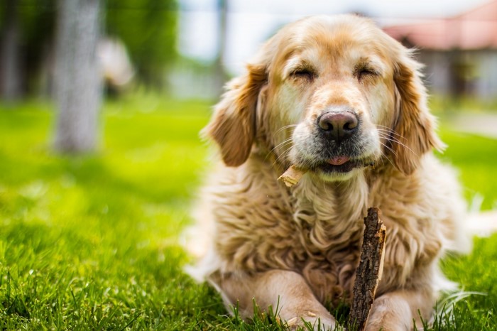 Golden Retriever dog chewing a stick in the grass