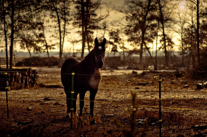 A dark horse stands in a field at sunset