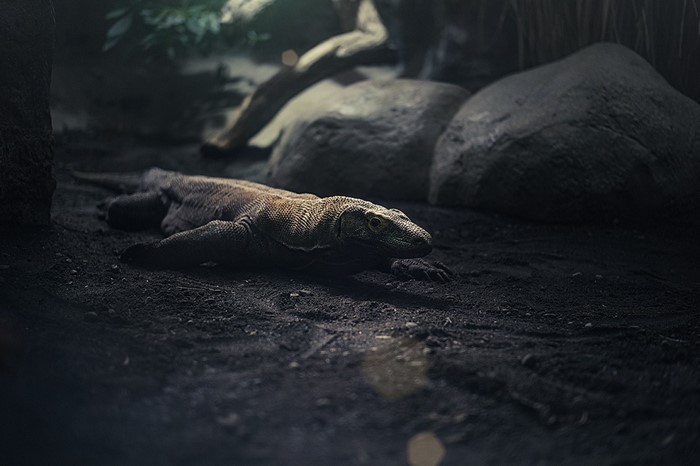 Komodo dragon resting on dark ground near rocks