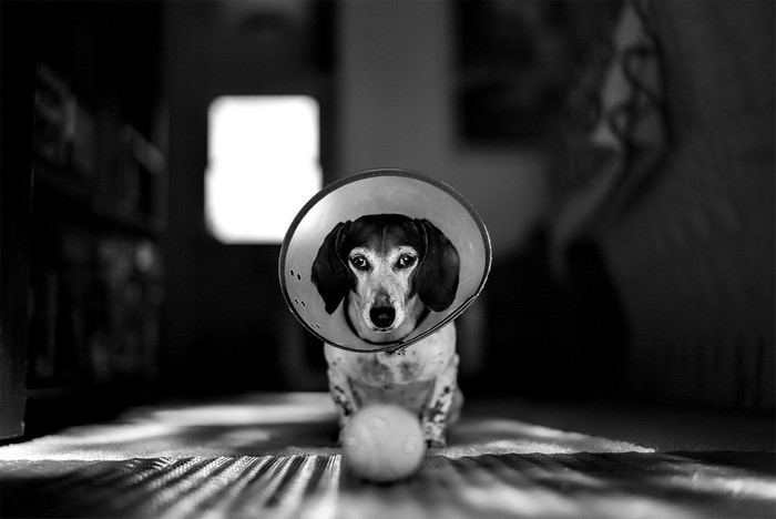 Dachshund wearing a cone and a ball