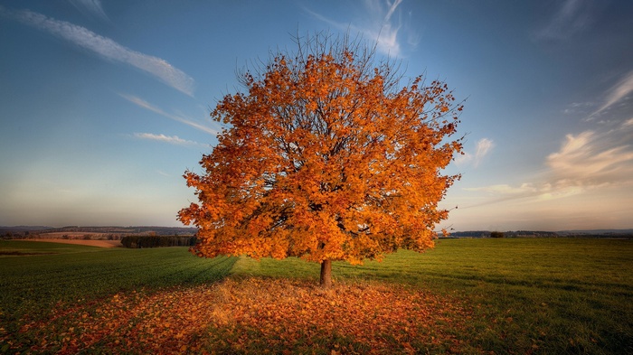 Autumn tree in a field with fallen leaves