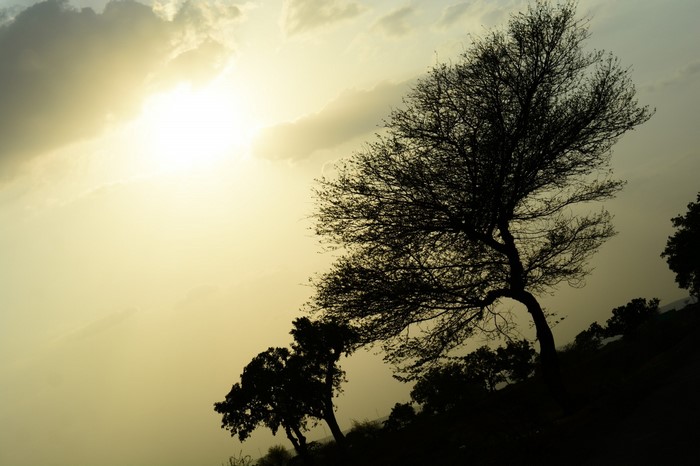 Silhouette of trees against the setting sun