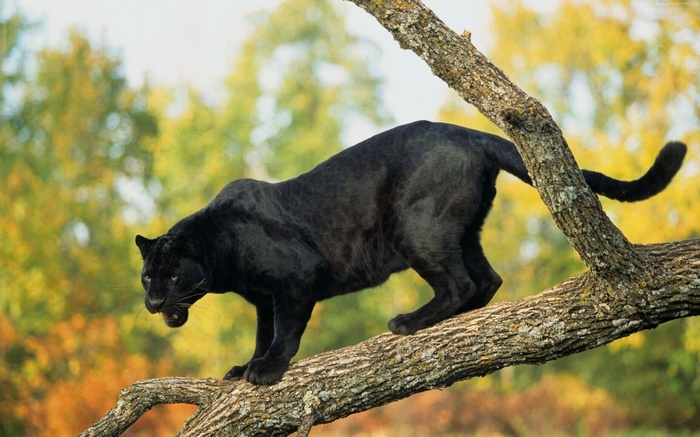 Black panther on a tree branch