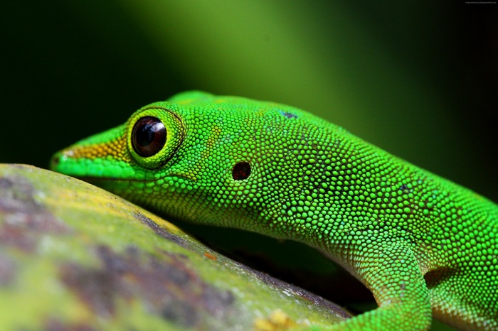 Green Gecko on a Branch 4K