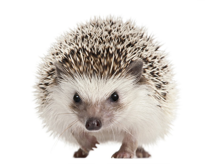 Cute hedgehog on a white background