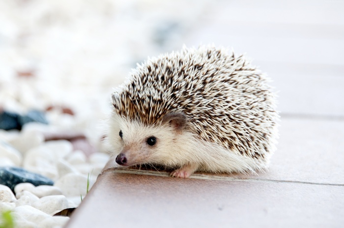Cute Hedgehog on a Patio
