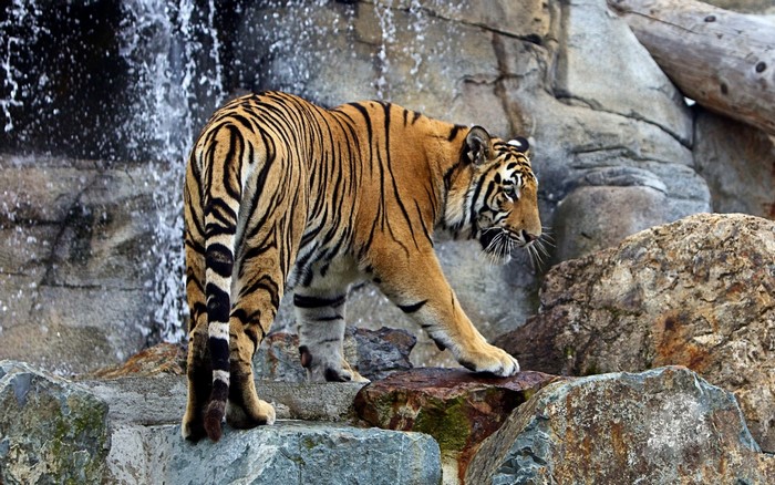 Tiger walking on rocks near a waterfall