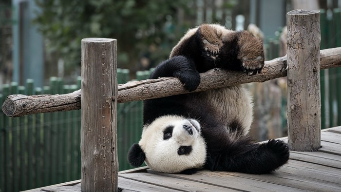 Playful Giant Panda Hanging Upside Down on Wood