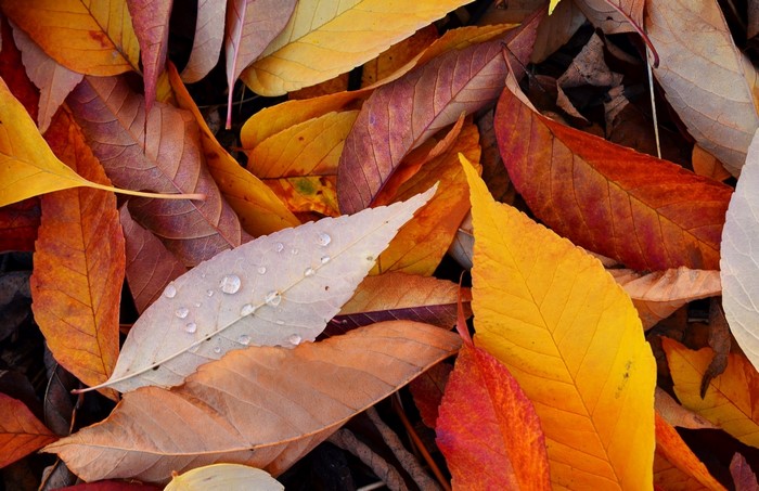 Close up of fallen autumn leaves with water droplets