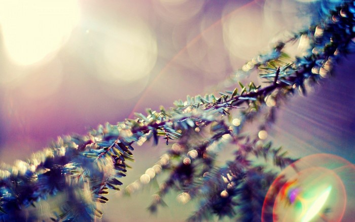 Close-up of a fir tree branch with sunlight and lens flare