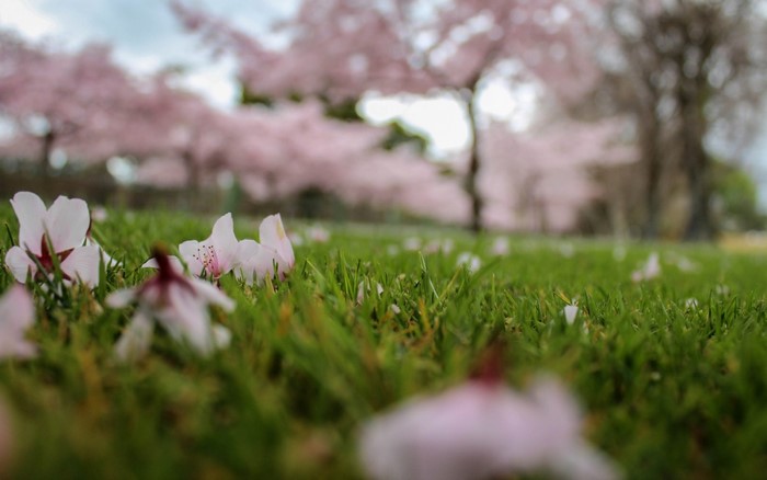 Fallen cherry blossom petals on green grass