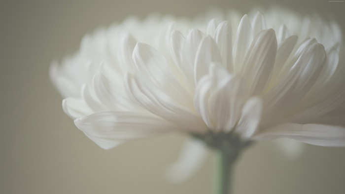 Close-up of a white Aster flower with delicate petals