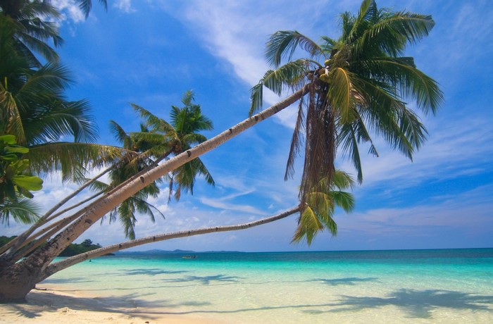 Tropical Beach with Leaning Palm Trees in the Philippines