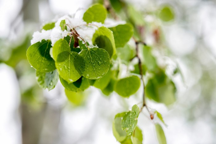 Green leaves with snow and water droplets on a branch