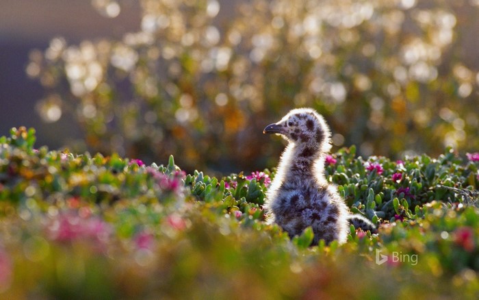 Seagull chick in colorful flowers