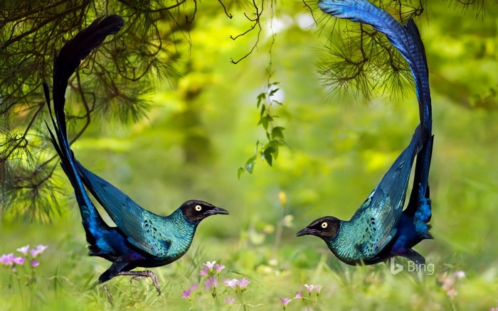 Two blue birds with long tails in a meadow