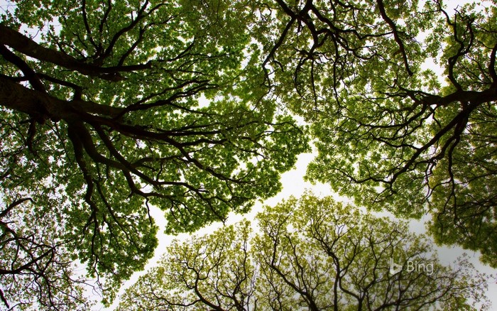Looking up through green tree branches and leaves