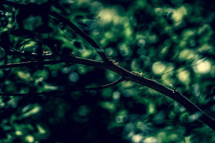 Ants on a branch with bokeh background