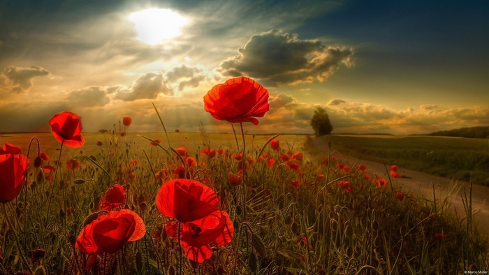 Field of red poppies at sunset with a dirt road