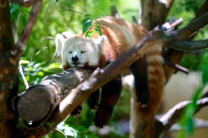 Red panda sleeping on a tree branch