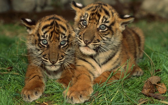 Two tiger cubs lying in green grass