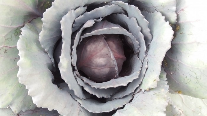 Close-up of a red cabbage head