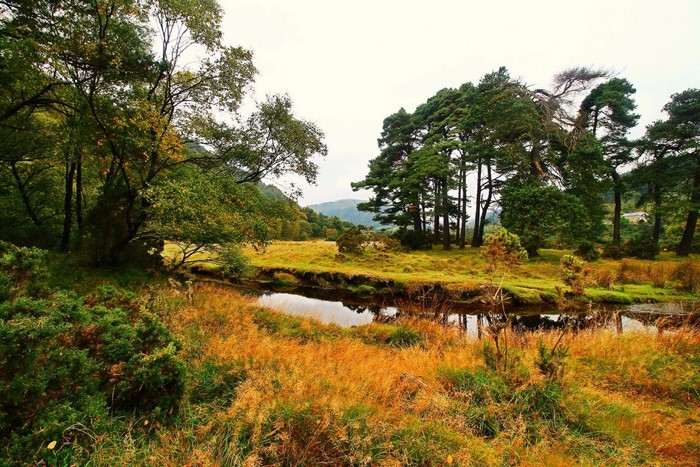 Autumn landscape with a stream and trees