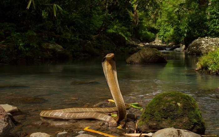 King Cobra in a Jungle River