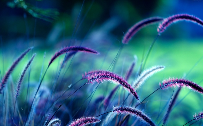 Purple Grass Ears 4K
