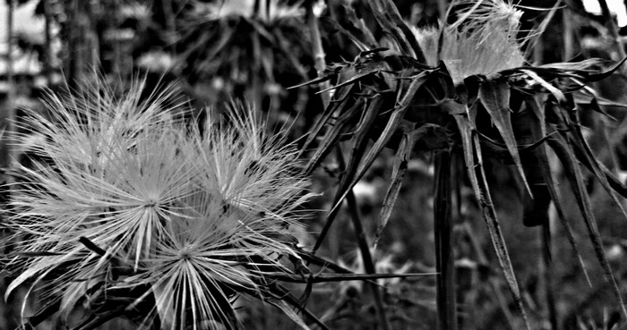 Close-up of two dried thistle flowers in black and white