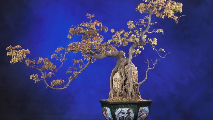 Bonsai tree with exposed roots in a decorative pot