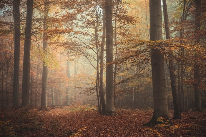 Autumn forest with mist and fallen leaves