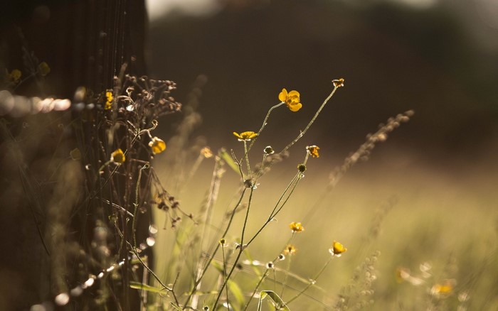 Yellow wildflowers with dew drops near a fence post