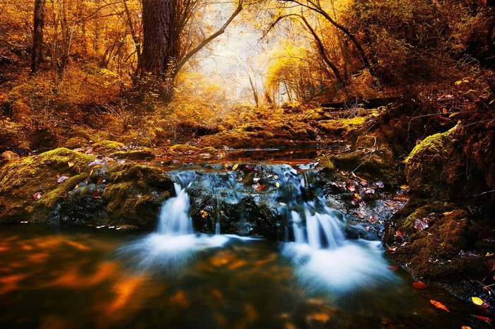 Autumn forest stream with sunlight filtering through trees