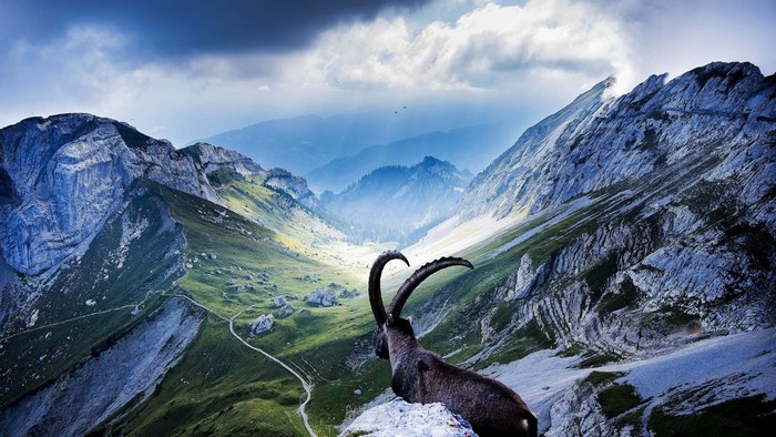Ibex on a mountain ridge in the Alps