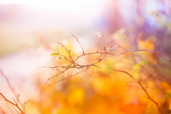 Sunlight on a delicate branch with new leaves