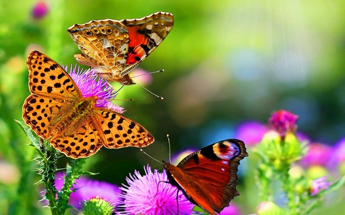 Three Vibrant Butterflies on Purple Flowers