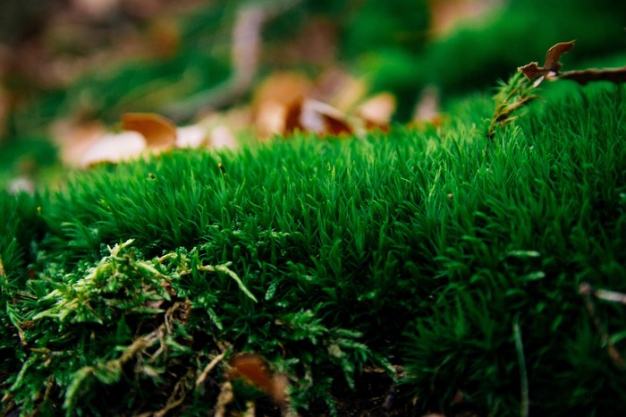 Close-up of green moss on forest floor