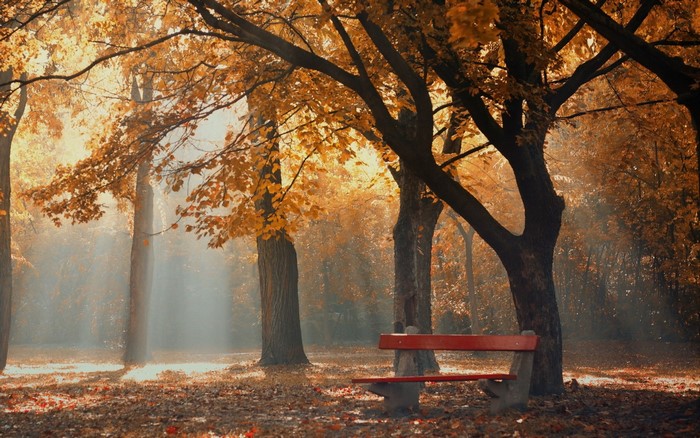 Autumn park with red bench and sunbeams