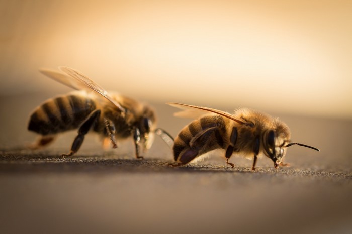 Two honey bees on a dark surface with a blurred golden background