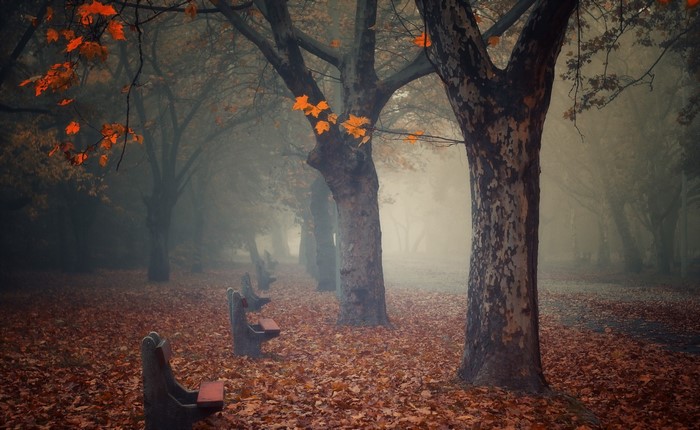 Autumn park with benches and trees in mist