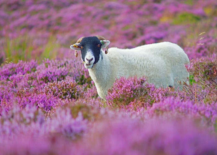 Sheep standing in a field of purple heather