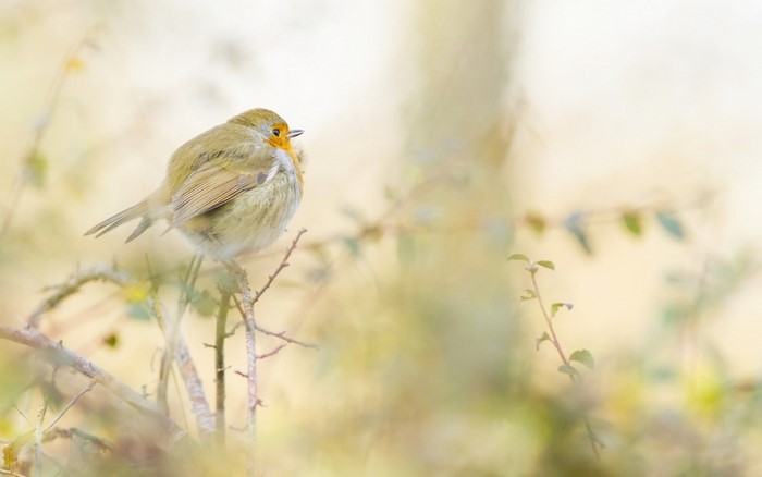 European Robin perched on a branch in soft light