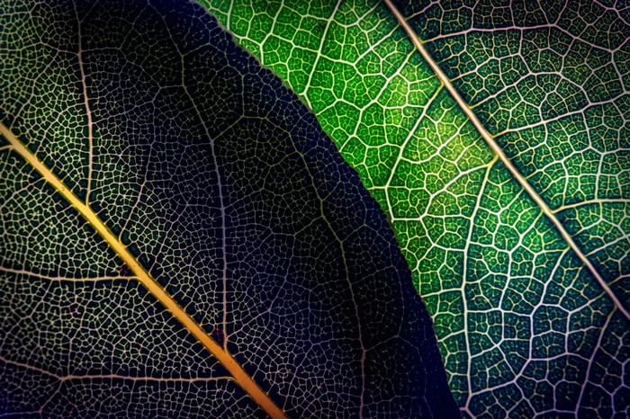 Close-up of two overlapping leaves with intricate vein patterns