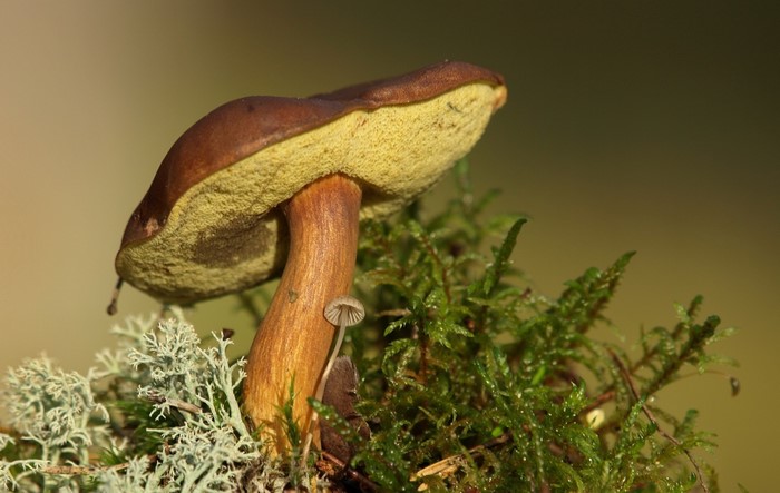 Close-up of a mushroom on moss