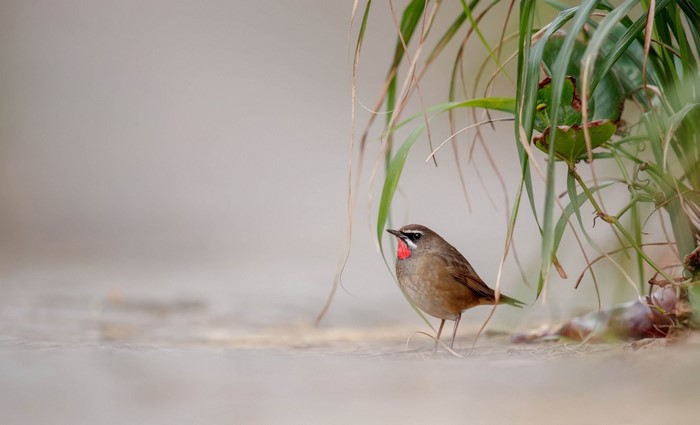 A Siberian Rubythroat bird with a red throat stands near green plants.