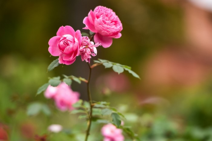 Delicate Pink Roses in Bloom