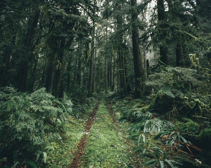 Mossy Forest Trail through Lush Greenery