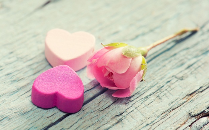 Pink rose and heart shapes on wooden background 4K